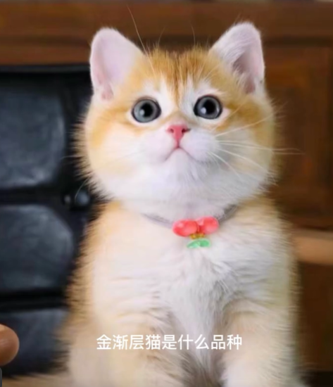 金渐层猫是什么品种(区分金渐层猫的颜色色号)