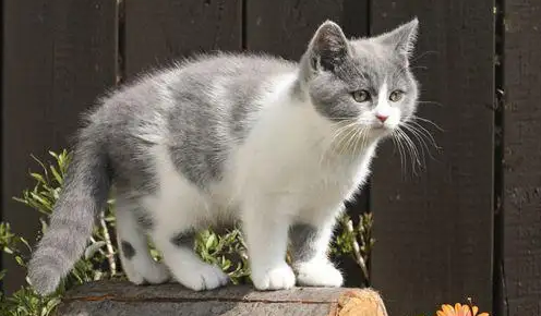 英短猫多少钱一只(英国短毛猫价格大全)