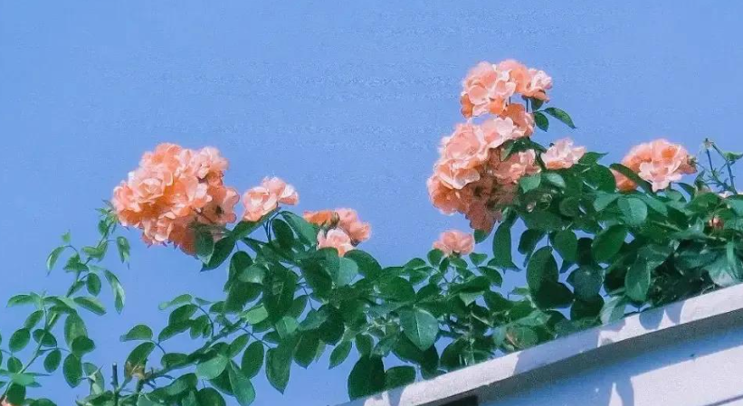 分享的意义和价值是什么(坚持分享的价值和意义)