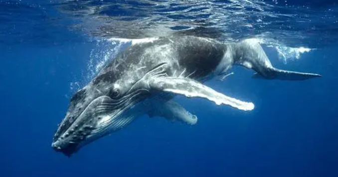 鲸鱼为什么会搁浅（揭秘10个导致鲸鱼离开大海的原因）