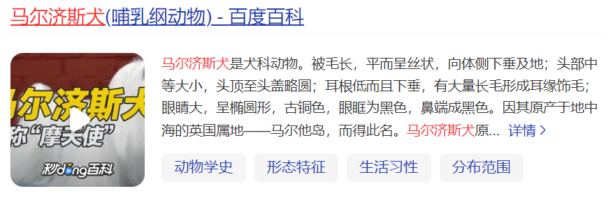 马尔济斯犬是什么犬(马尔济斯犬的优缺点)