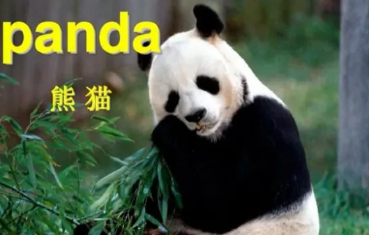 熊猫英语怎么读(panda熊猫读法)