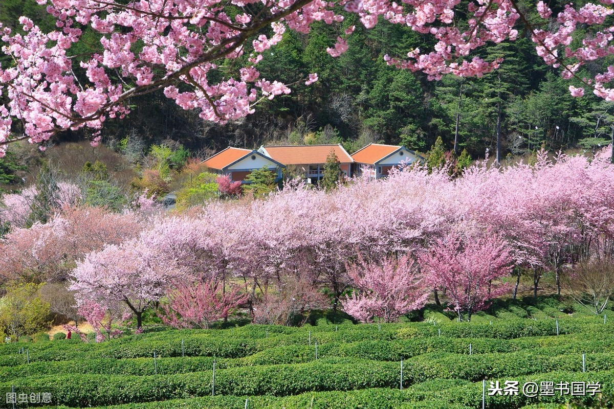 自然之道之秘解析